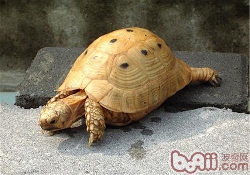 印度陆龟的外表特性