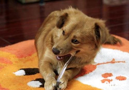 怎样帮狗狗刷牙 狗狗刷牙没有协同怎样办
