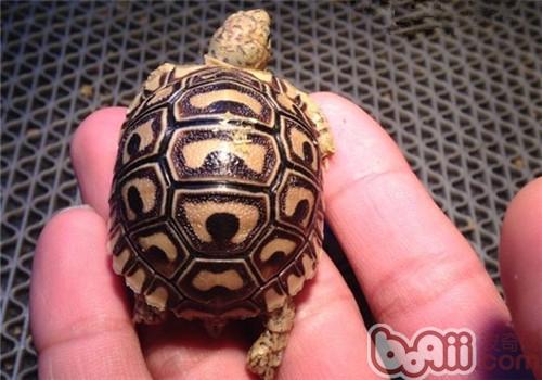 豹纹陆龟的品种简介