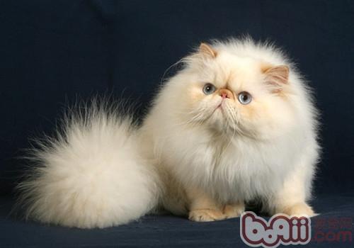 如何辨别喜马拉雅猫的情绪