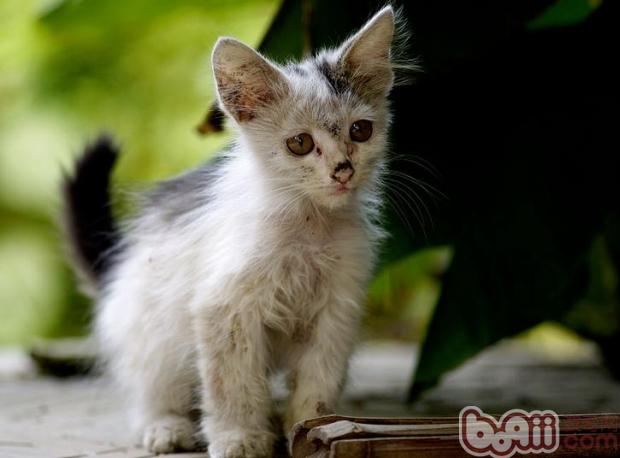 该怎么样喂养捡到的流浪猫