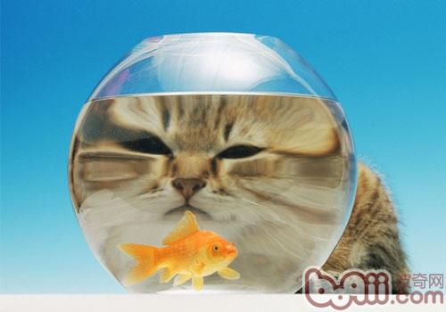 为何宠物猫喜欢吃鱼