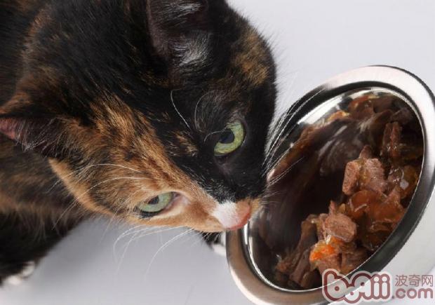 宠物猫用具需要常常消毒清洗