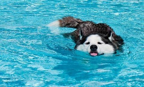 三种不符合泅水的狗狗，狗狗泅水的注沉事项