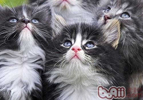 挪威丛林猫的种类简介