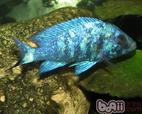 蓝宝石鱼的形状特性