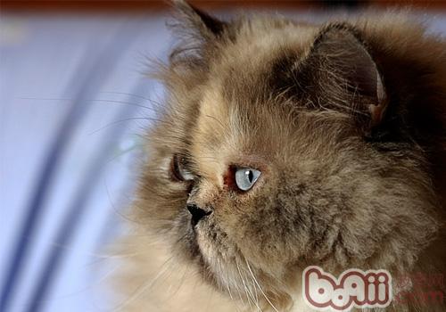 波斯猫的几个保养维护要素