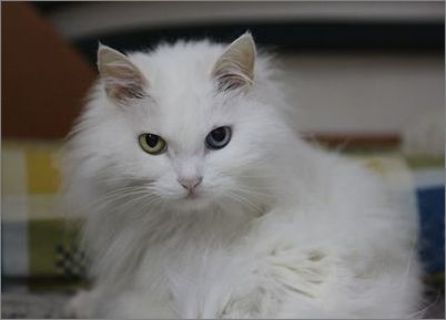 猫癣或许会传染给人
