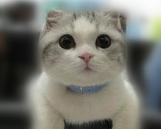 怎么样留住宠物猫漂亮毛发？