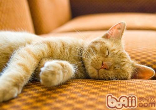 猫一天中要睡多长时间时间呢