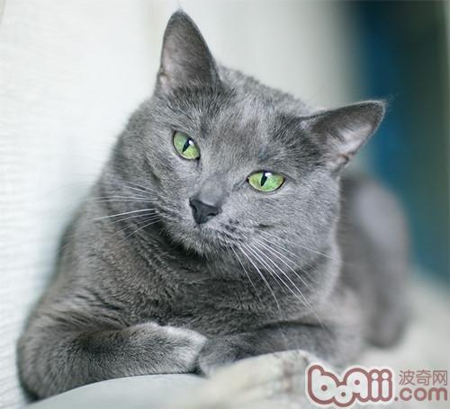 宠物猫吃草的有关疑问解答