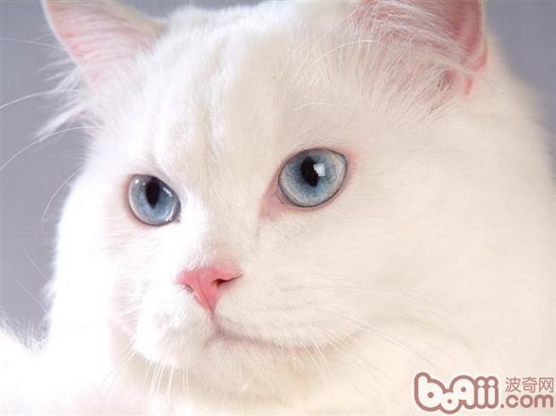 猫卫生间应该多长时间清理一次