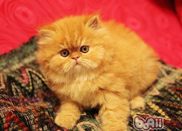 平时如何为宠物猫预防泪疙瘩