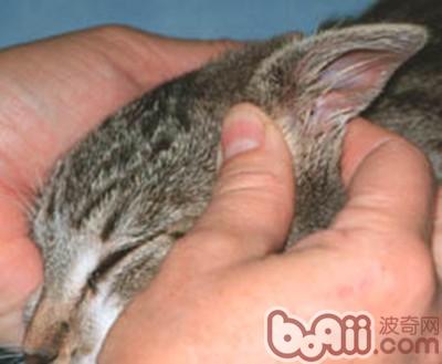 怎么样给宠物猫清理耳朵
