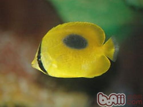 镜斑蝴蝶鱼的形状特性