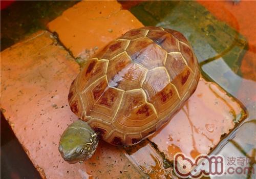 怎么样辨别温室草龟、外塘草龟和野生草龟