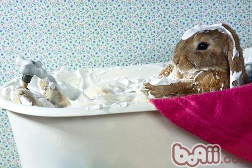 沐浴没有用水——兔兔搞洗用品简介