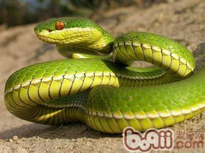 翠青蛇的形状特性