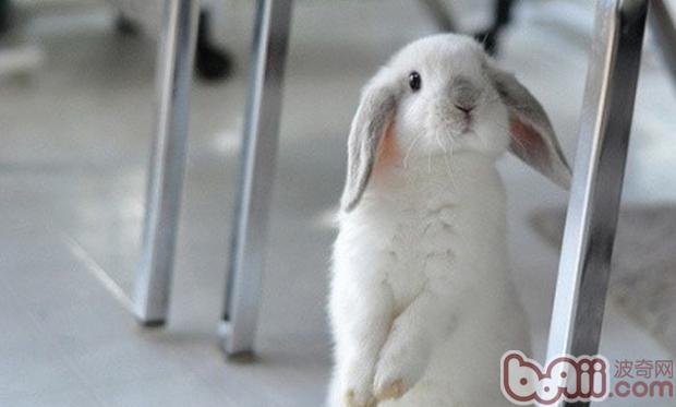 兔兔不妨吃许多零食吗