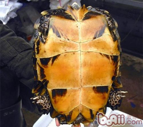 凹甲陆龟的形状特性