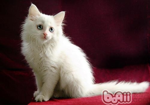 为何不同波斯猫的价格相差那样大