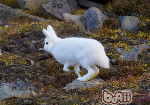 北极兔的种类简介