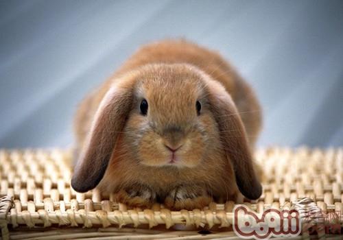 养兔兔应运用哪种垫料