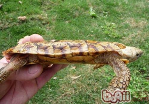 扁平的龟壳——饼搞龟