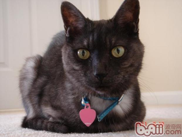 宠物猫舔你其实是表示对你的信赖
