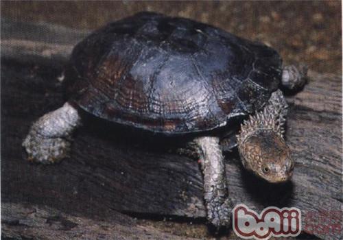 刺股蛇颈龟的品种简介