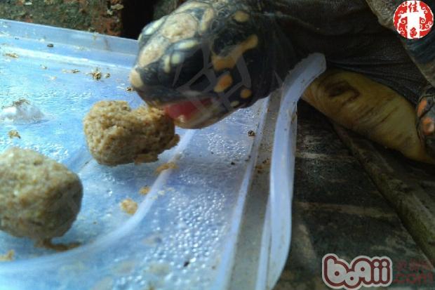 你熟悉这些陆龟饲料吗？