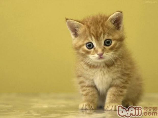怎么样与你的猫打造感情