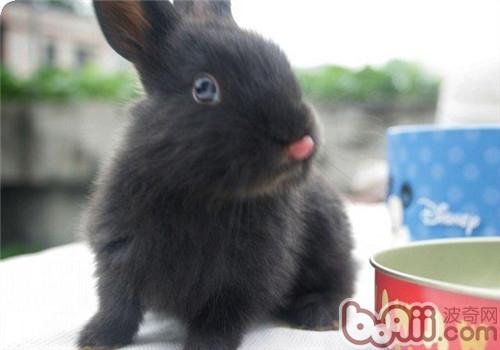 和你的兔兔来一场聚会吧！