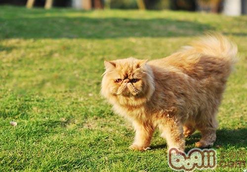 宠物猫尾巴姿势大曝光