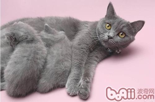 饲养小猫咪会出现什么误区