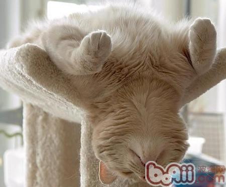 猫睡眠时为什么把耳朵挤在前肢下
