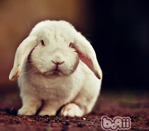 五种秘方让兔兔长肥