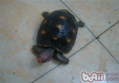 红腿陆龟的表面特性