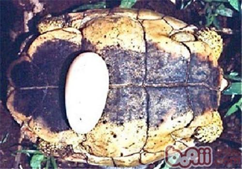 犁沟木纹龟的豢养重心