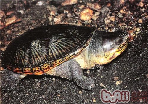 鹰嘴泥龟的外表特性