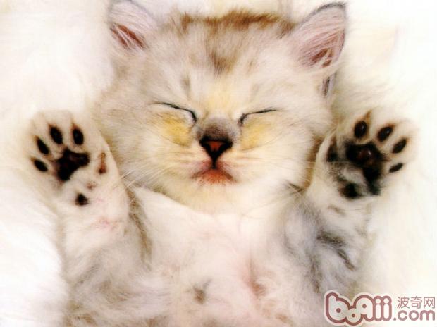 容易见到各类猫卫生间的比较