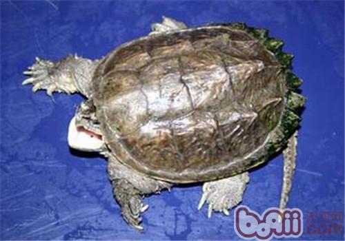中美拟鳄龟的豢养重心