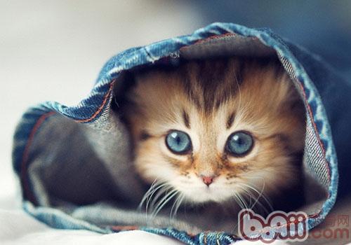 宠物猫没了胡须会如何