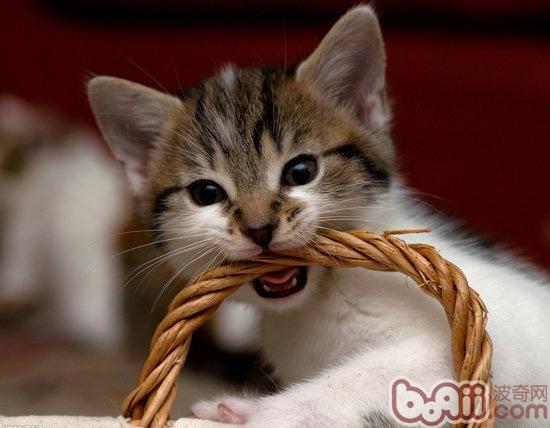 高楼层养猫的需要注意的地方