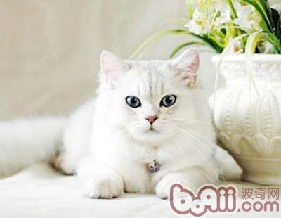 养猫，你做好筹备了吗？
