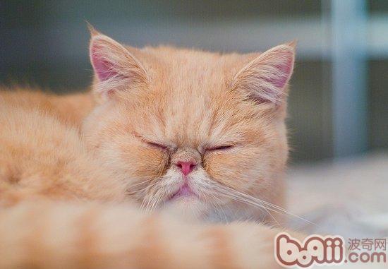 红色虎斑异国短毛猫如何养