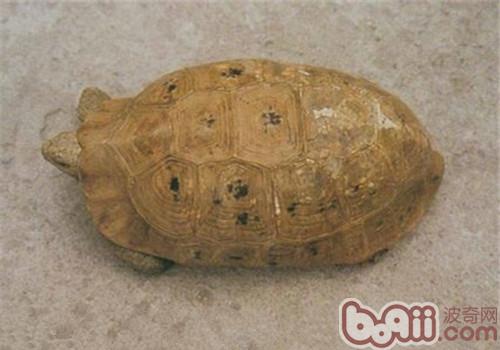 印度陆龟的种类简介