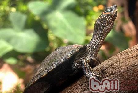 巴西龟的特性及风俗