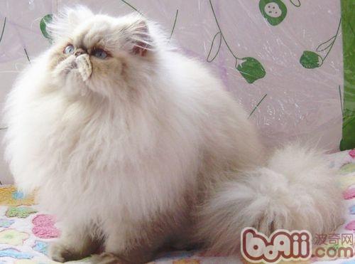 如何正确帮宠物猫换食