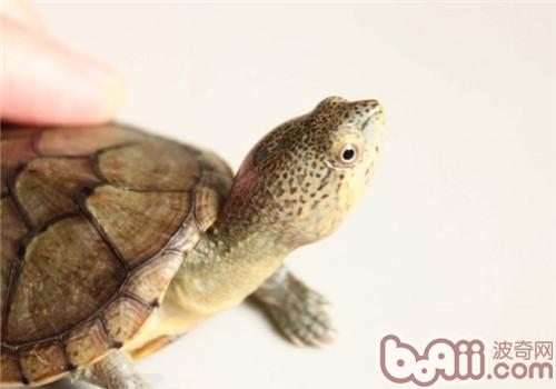 哈雷拉泥龟的形态特性